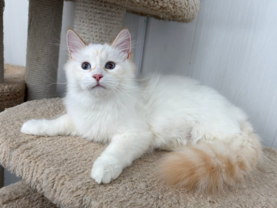 сибирский котенок продажа купить