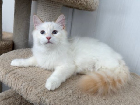 сибирские котята в спб