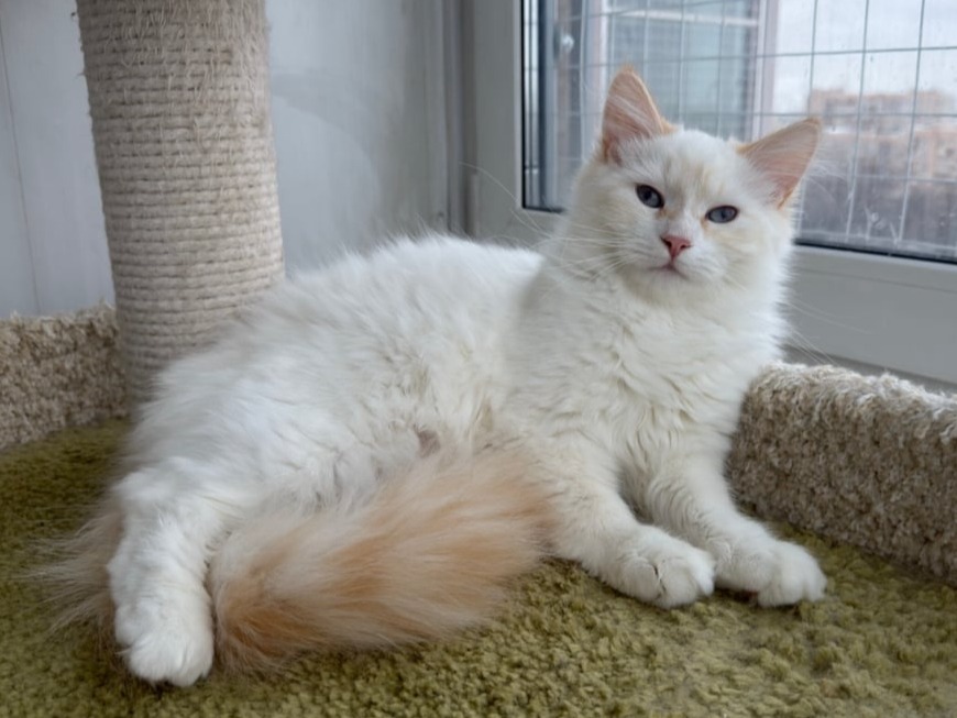 сибирский котенок продажа купить