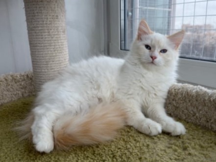 сибирские котята в спб