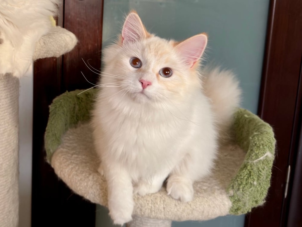 сибирский котенок продажа купить