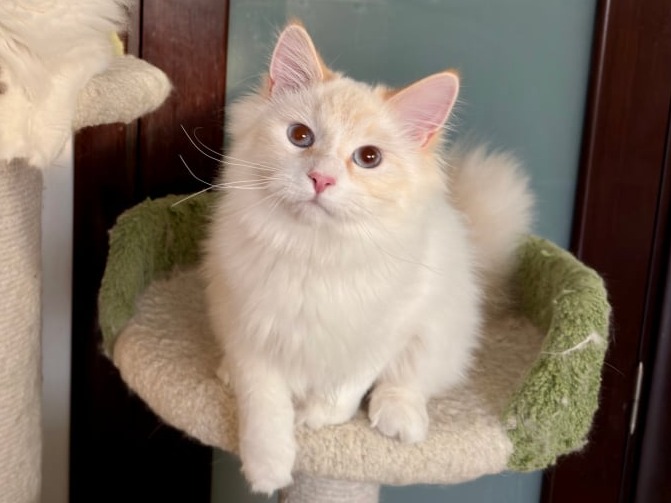 сибирские котята в спб