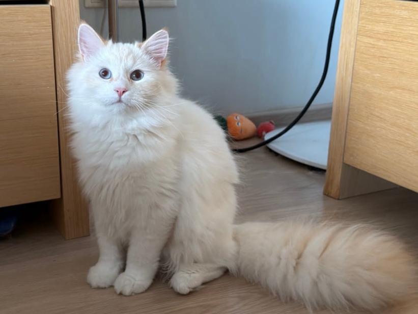 сибирские котята в спб