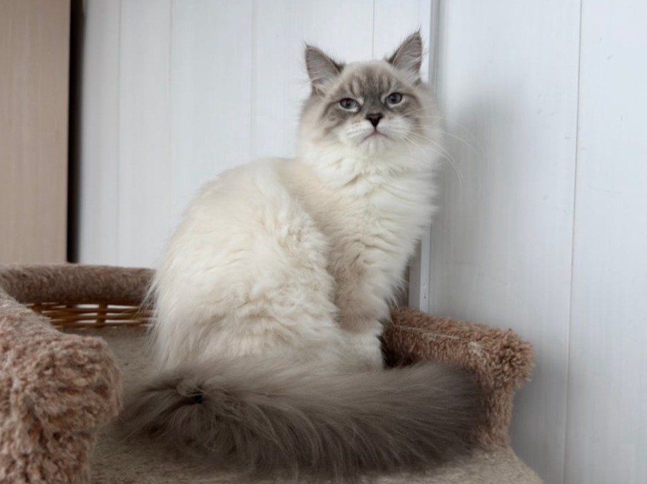 сибирский котенок продажа купить