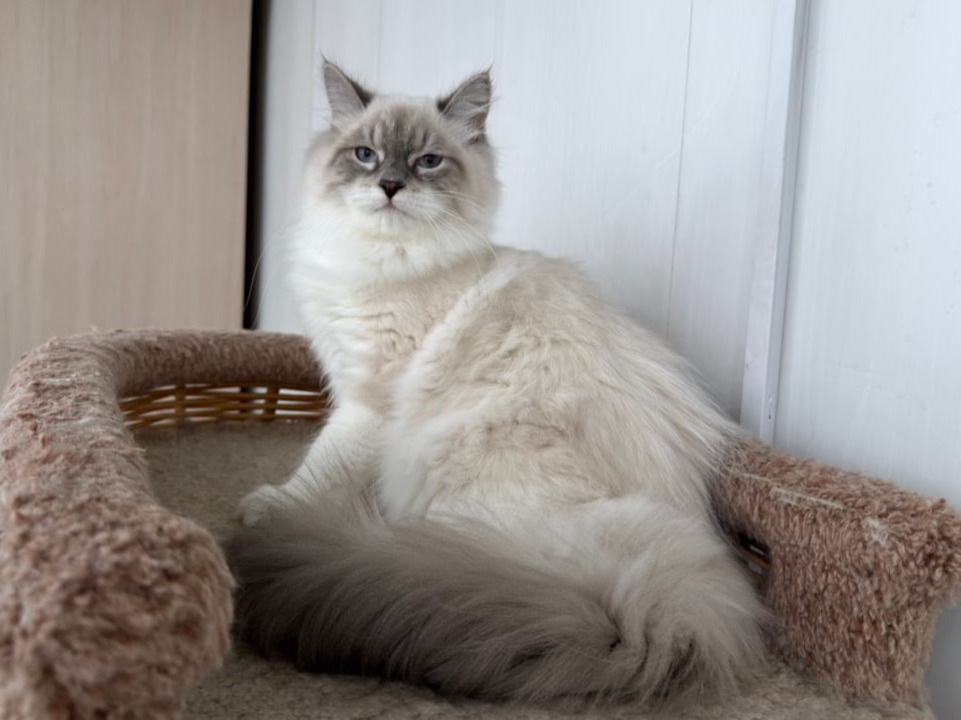 сибирский котенок продажа купить