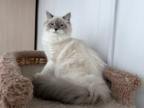 купить сибирского котенка в спб