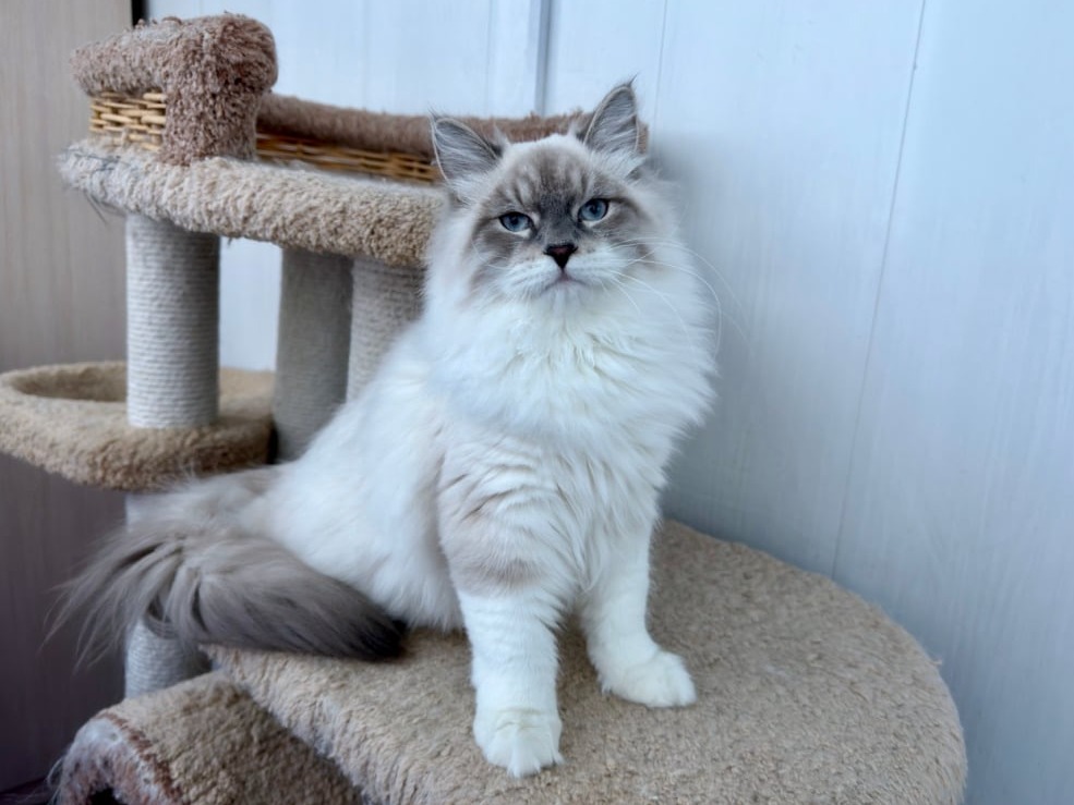 сибирский котенок продажа купить