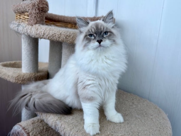 купить сибирского котенка в спб