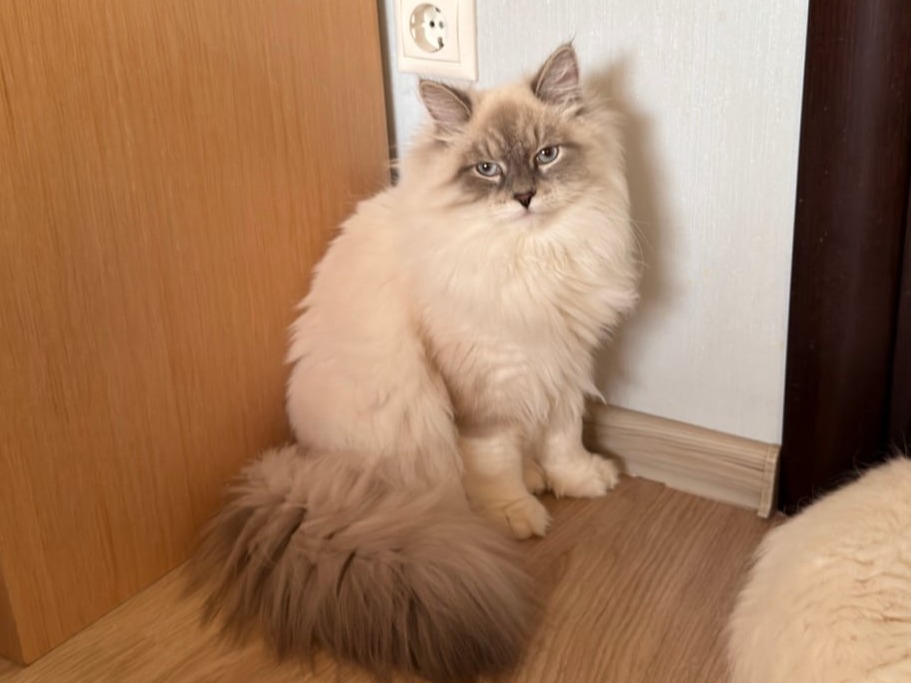 сибирский котенок продажа купить