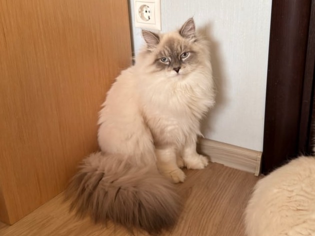 купить сибирского котенка в спб