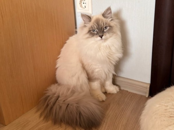 сибирские котята в спб