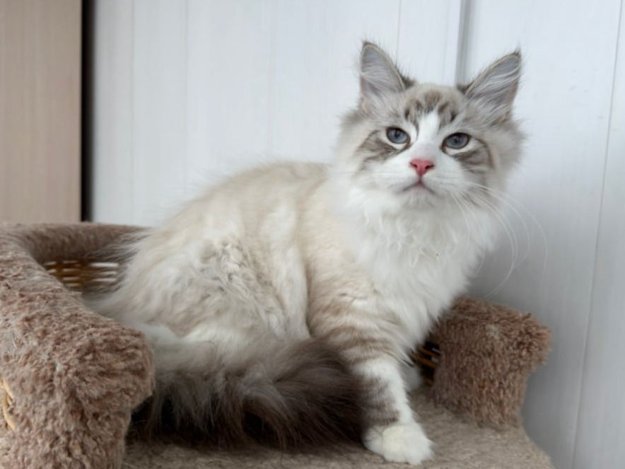 сибирский котенок продажа купить