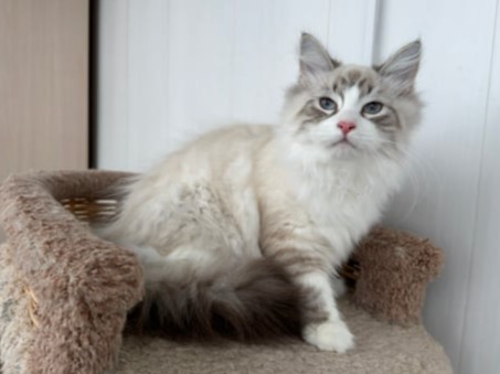 сибирские котята