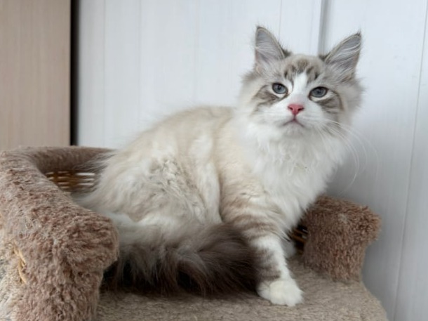 сибирские котята в спб