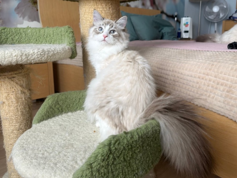 сибирский котенок продажа купить