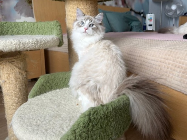 сибирские котята в спб