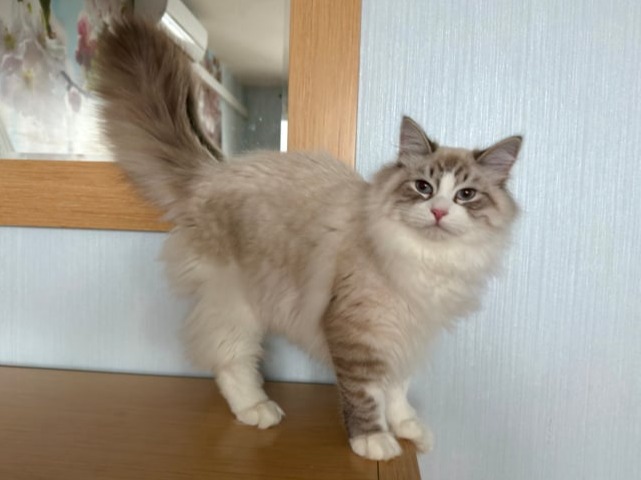 сибирские котята в спб