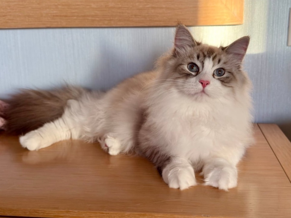 сибирский котенок продажа купить