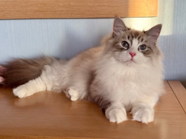 сибирские котята в спб