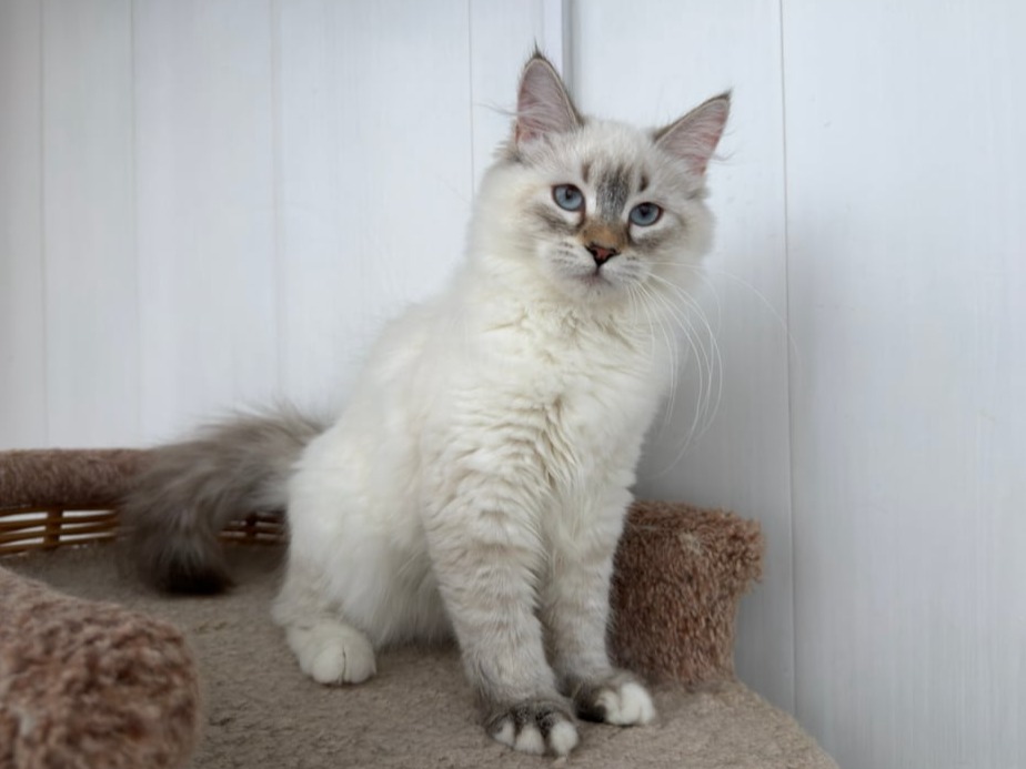 сибирский котенок продажа купить