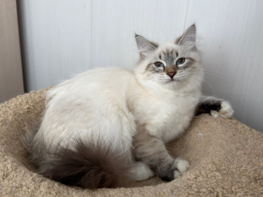 сибирский котенок продажа купить