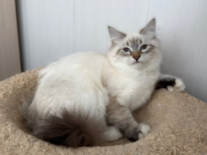 сибирские котята в спб