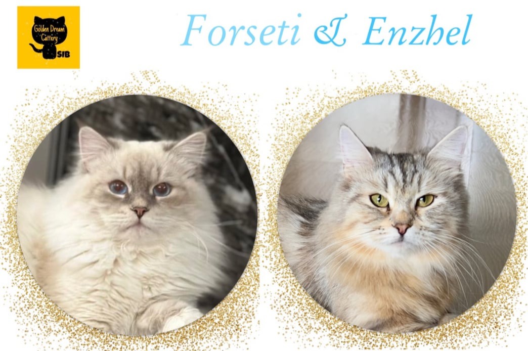 siberian kitten sale available