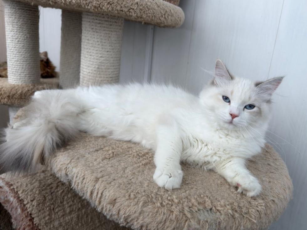 сибирские котята в спб