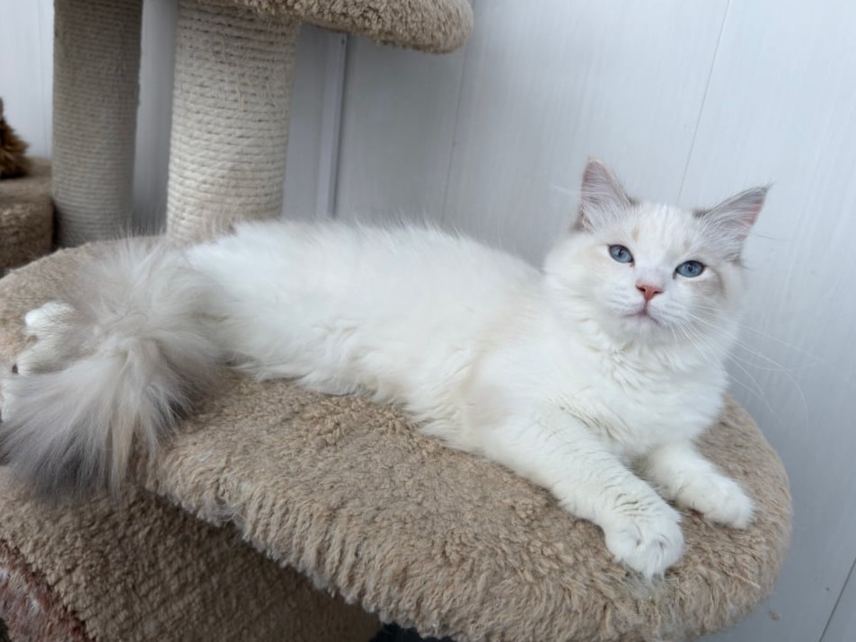 сибирский котенок продажа купить