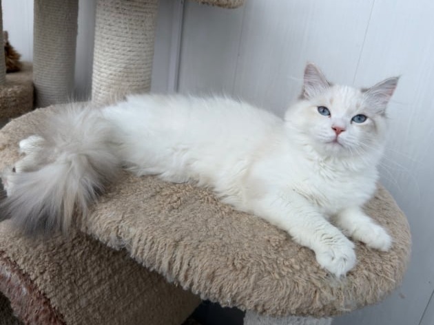 купить сибирского котенка в спб