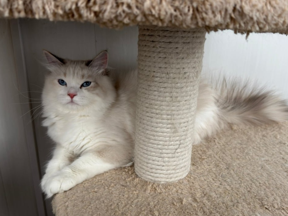 сибирский котенок продажа купить