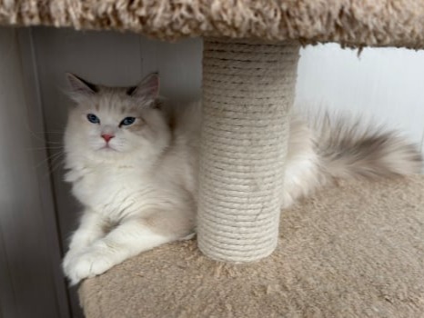 сибирские котята