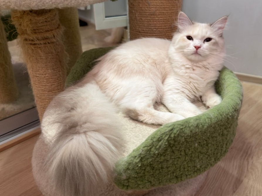 сибирский котенок продажа купить