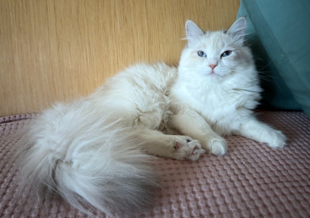 сибирские котята в спб