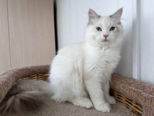 купить сибирского котенка в спб