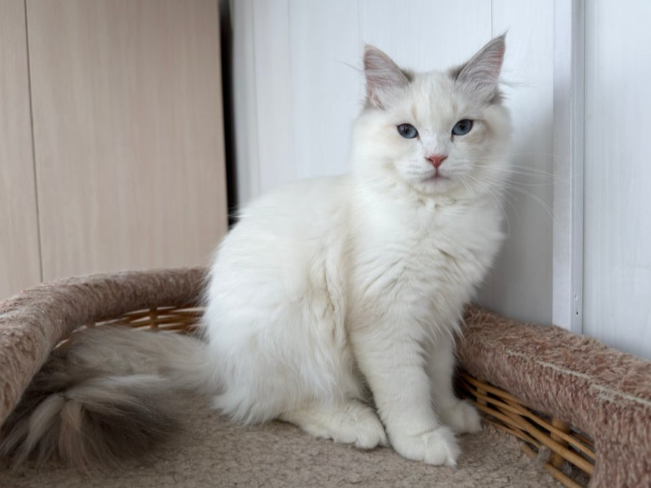 сибирский котенок продажа купить