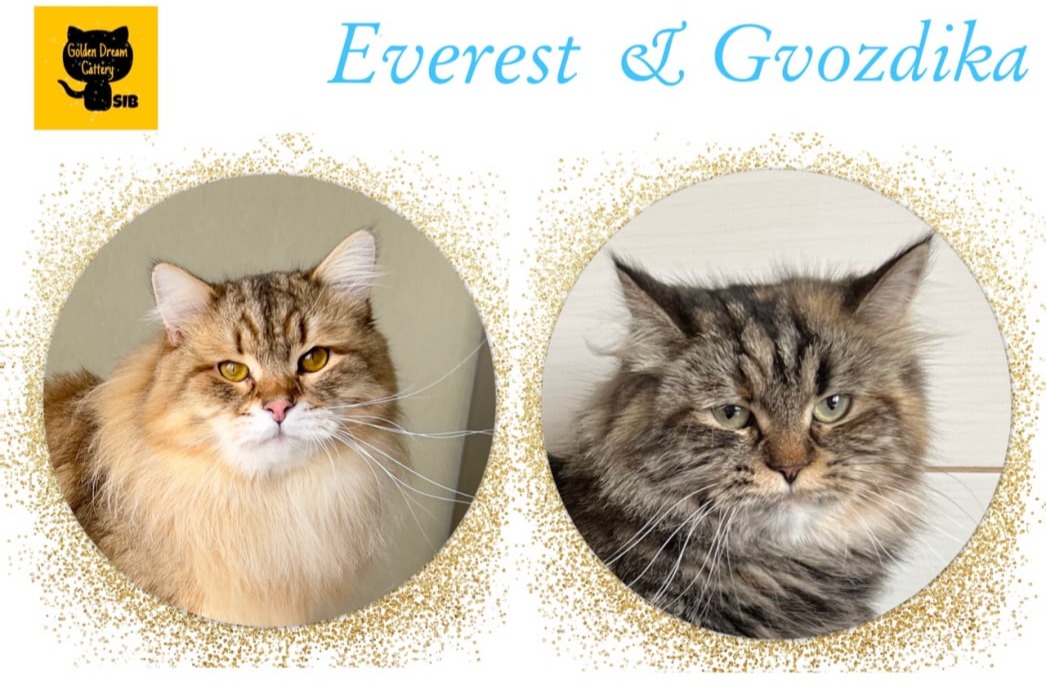 siberian kitten sale available