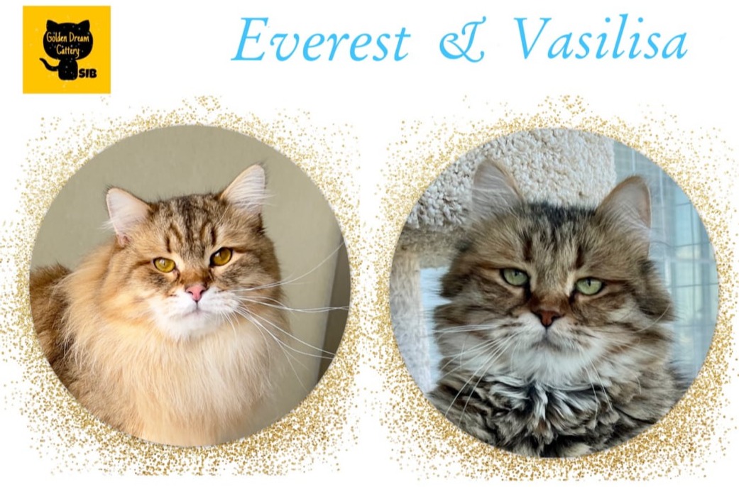 siberian kitten sale available