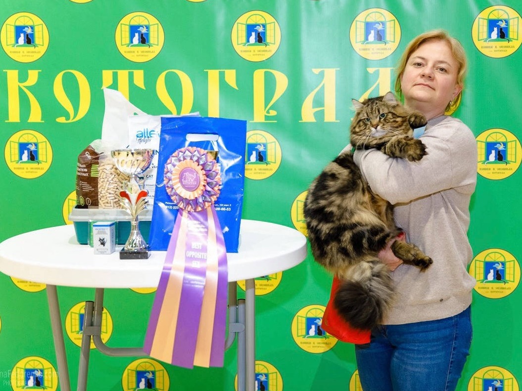сибирские котята в спб