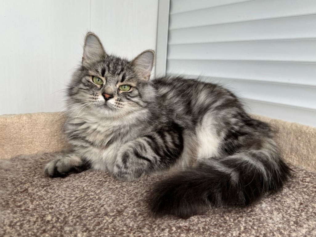 siberian kitten sale available