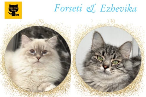 сибирские котята