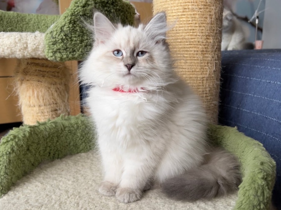 сибирский котенок продажа купить