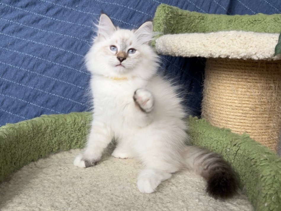 сибирский котенок продажа купить