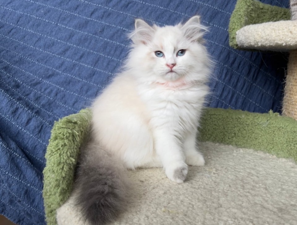 сибирский котенок продажа купить