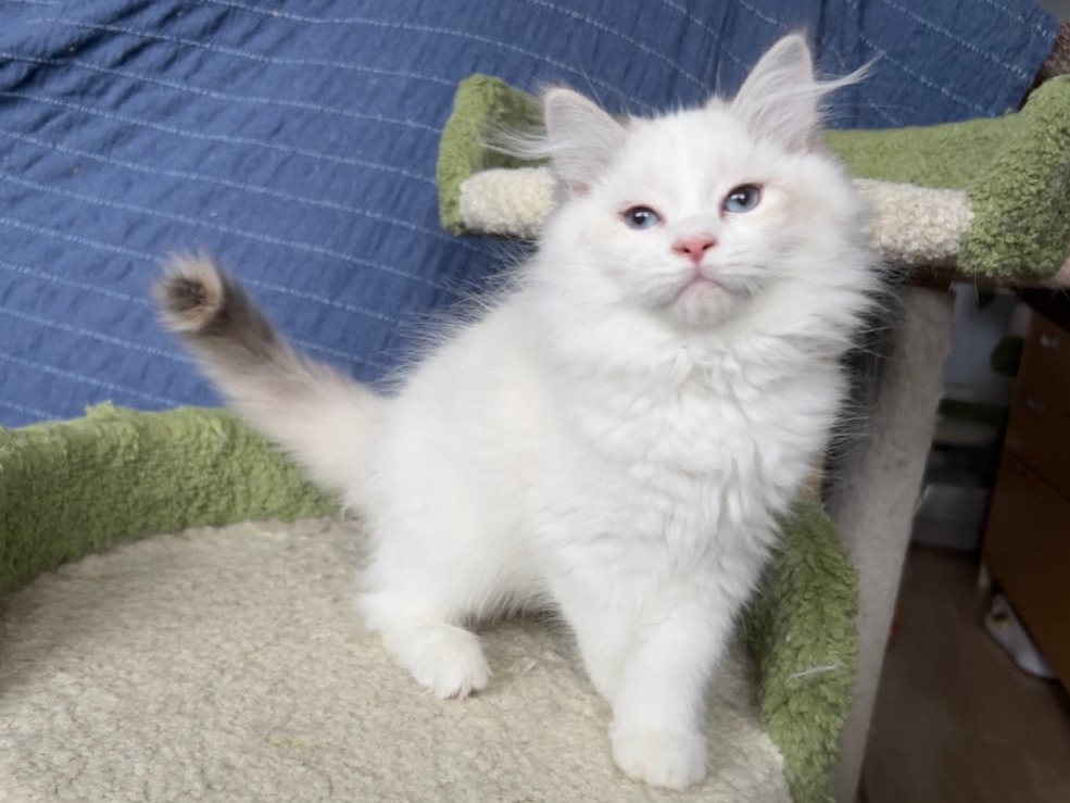 сибирский котенок продажа купить