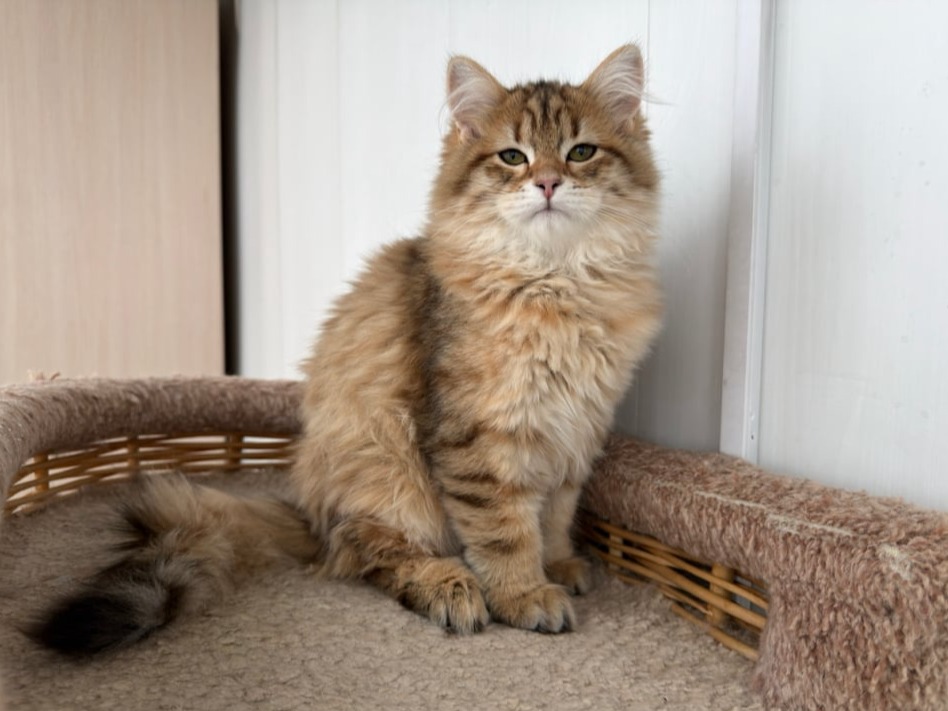 сибирский котенок продажа купить