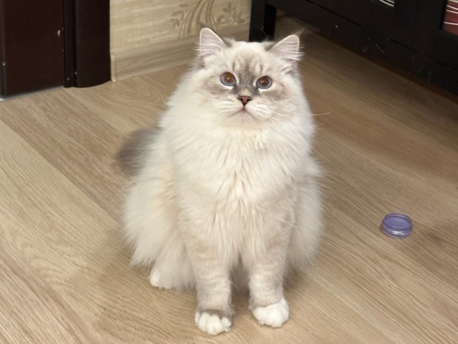 сибирский кот Forseti