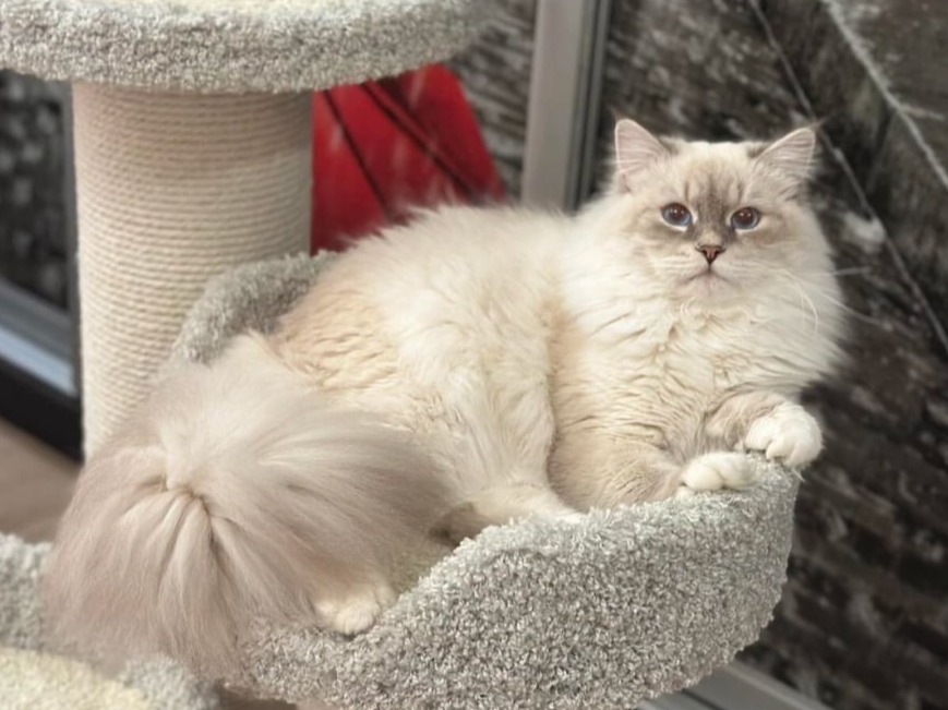 сибирский кот Forseti Vologda Lace