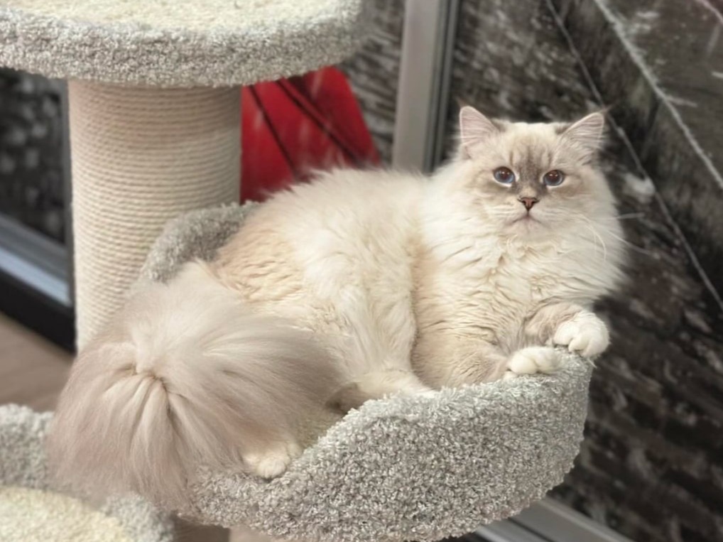 siberian kitten sale available