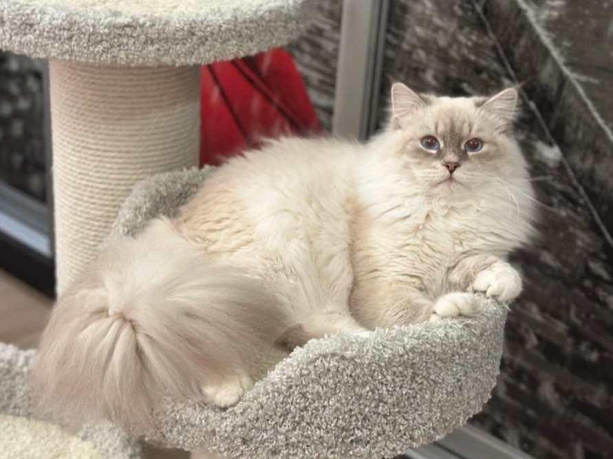 сибирский кот Forseti Vologda Lace